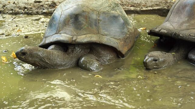Giant Aldabra tortoises wallowing in a mud puddle in Mauritius, footage of large reptiles cooling off in the dirt