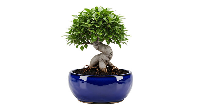 A bonsai tree sits in a blue ceramic pot on a white background with green leaves and a twisted trunk.