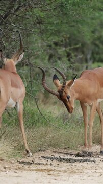 Vertical video, Impala rams sizing each other up