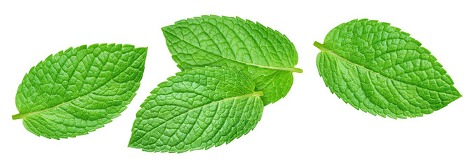 Green mint leaves collection isolated on transparent background. Mint leaves set is fresh and isolated. Mint leaves collection isolated with PNG © URSA Star