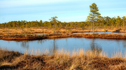 beautiful colors of the bog in the sunset light, bog lake and pine trees, traditional bog vegetation © ANDA