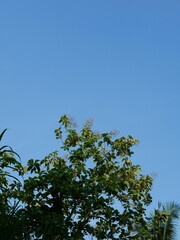 Fototapeta premium leaves of the Tectona grandis tree against a blue sky background