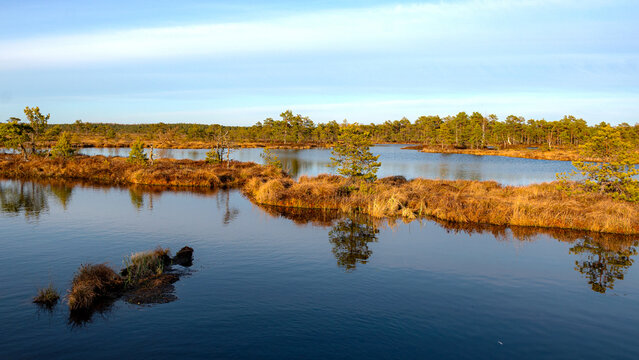 beautiful colors of the bog in the sunset light, bog lake and pine trees, traditional bog vegetation