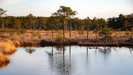 beautiful colors of the bog in the sunset light, bog lake and pine trees, traditional bog vegetation © ANDA