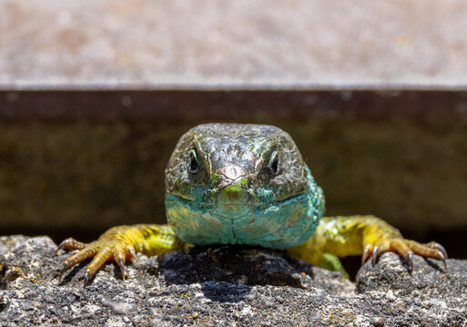 Close-up portrait of a European green lizard (Lacerta viridis)