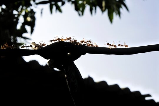 Silhouette of a group of red ants walking on a rope.