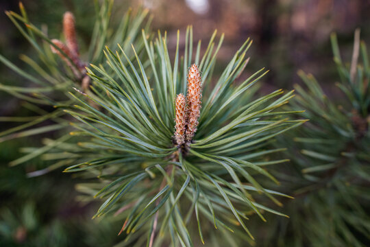 Scots pine branch with young shoots and cones in Poland
