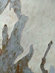 Natural abstract pattern of peeling eucalyptus tree bark texture in close up. © razugh