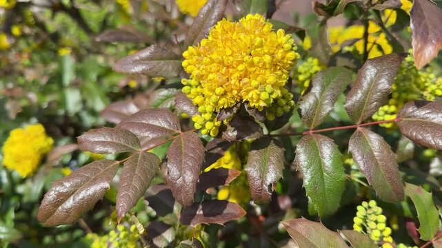 Mahonia Oregon grape Berberis aquifolium Holly-leaved barberry yellow flowering shrub.