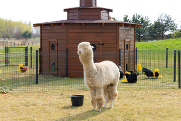 Fototapeta premium Alpaca stands in a field near a wooden barn and chickens on a sunny day in a rural setting
