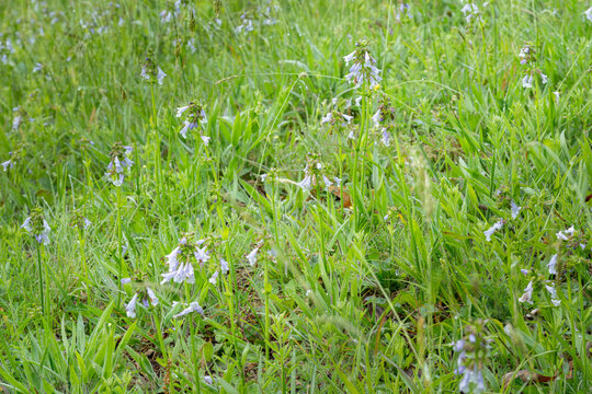 Morning dew drops on Lyreleaf sage, Salvia lyrata, glistening in the sun.