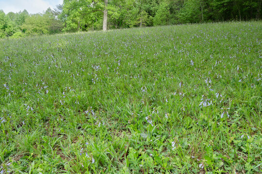 A field of wild Lyreleaf sage flowers in Eastern Tennessee.