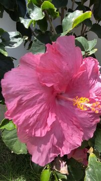  Hibiscus rosa-sinensis with pink flowers also known as Chinese hibiscus,China rose, Hawaiian hibiscus, Rose mallow in tropical garden of Tenerife,Canary Islands,Spain,4K vertical video