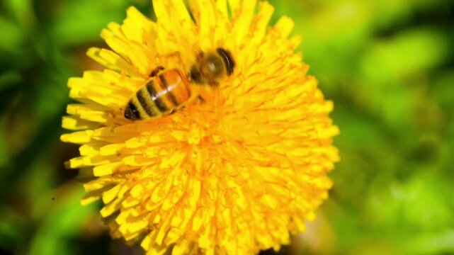 Macro. The honey bee collects pollen from a dandelion flower. Collects nectar