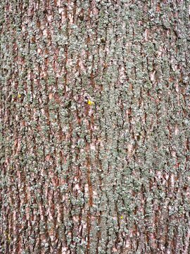 Detailed Texture of Common Aspen Tree Bark with Gray Lichen