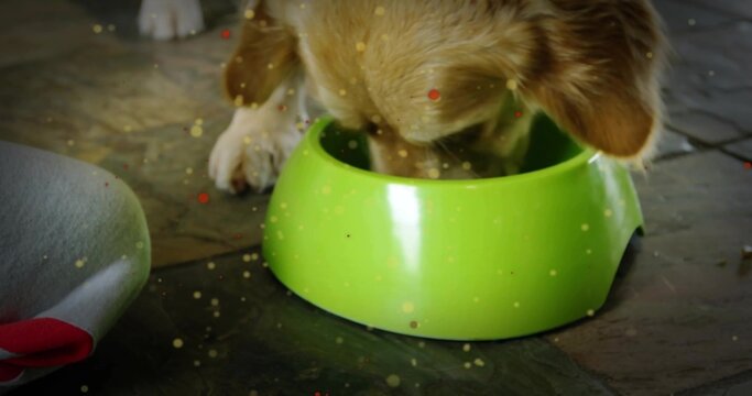 Eating brown dog burying head into lime bowl in kitchen, white paw and gray fabric showing