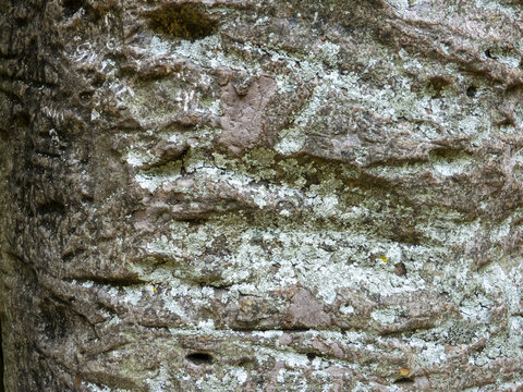 Close-up macro texture of rough brown tree bark covered in patches of pale blue-grey lichen, natural organic abstract pattern background.