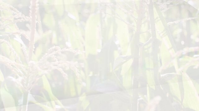 Triangular wedge sweeping across soft stalks, revealing and dimming seeds, highlighting texture