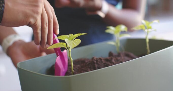 African American couple scooping soil with pink trowel, transplanting seedlings into planter