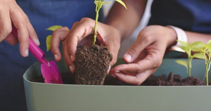 African couple transplanting seedlings into planter at home, lifting peat plug using pink trowel