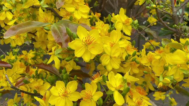 Flowering Ochna integerrima tree filmed in Vietnam, showing vivid yellow blooms and leafy branches outdoors for festive, botanical, and garden footage.