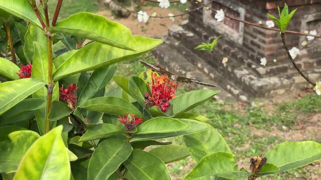 Butterfly perched on vibrant ixora flower clusters in a Vietnamese garden, ideal for pollinator, tropical nature, and floral footage.