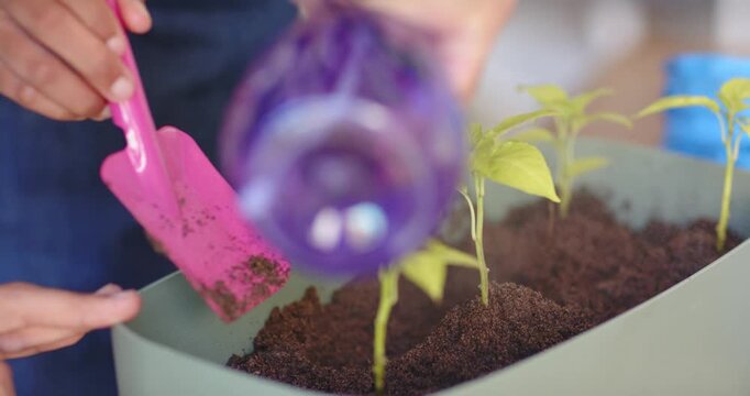 African American duo scooping planter soil with trowel, spraying bottle, tending seedlings at home