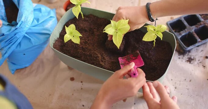 African American couple placing green planter on table, transplanting seedlings with pink trowel