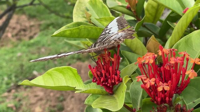 Butterfly perched on red ixora flowers in Vietnam, filmed close-up with green leaves for tropical garden, wildlife, and pollination video themes.