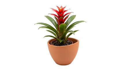 Fototapeta premium A potted plant with a vibrant red bloom and lush green leaves sits on a plain surface.