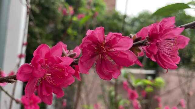 Dark pink Prunus persica blossoms filmed outdoors in Vietnam, showing vivid petals on branches for Tet, spring, and botanical video themes.