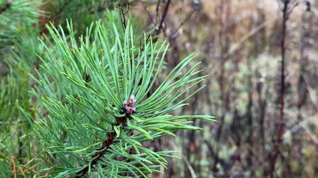 Close-up of a pine branch against the background of an autumn forest.