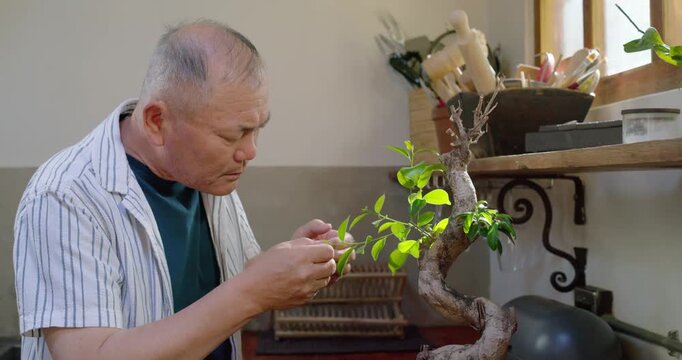 Senior Asian man approaching bonsai on counter with cup, inspecting, pruning to shape, copy space