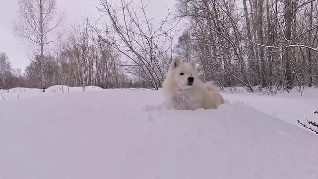 A Samoyed dog plays with a puller on a winter walk.