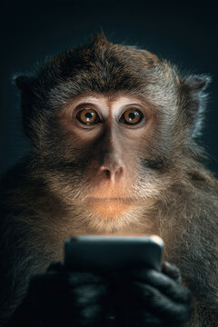 Curious monkey holding a smartphone against a dark background, highlighting modern technology and animal behavior for creative use.