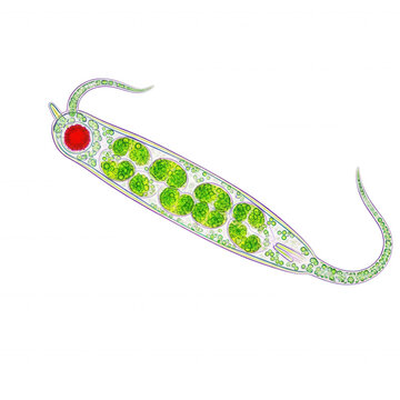 Elongated single-celled organism with red eyespot and green chloroplasts isolated on a transparent background