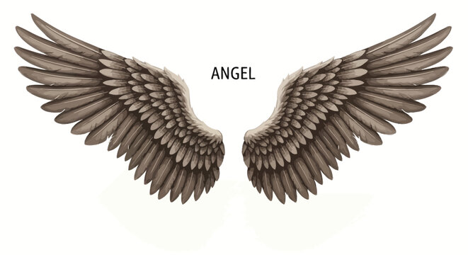 Detailed feathered wings with a light brown coloration spread wide against a plain background showing intricate feather patterns and textures for