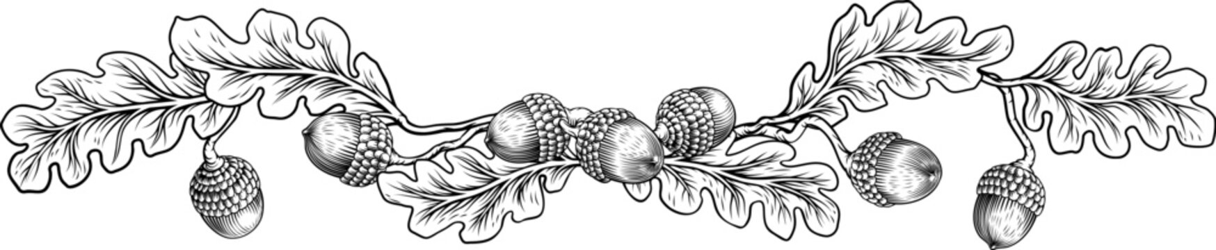 Original black and white oak leaves and acorns branch illustration in a vintage etching engraving woodcut style. Detailed botanical linework.