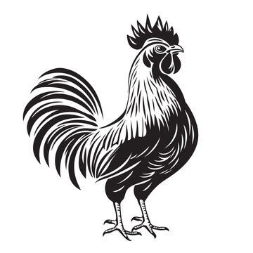 rooster isolated on white