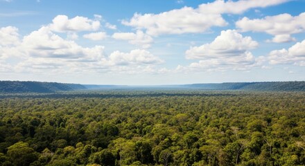 Fototapeta premium Expansive Lush Jungle Canopy Under Blue Sky