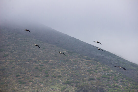 A flock of Hadida Ibisses (Bostrychia hagedash) in flight with signal hill predominantly shrouded in mist in the backgrounds on a cold misty day in Cape Town South Africa.