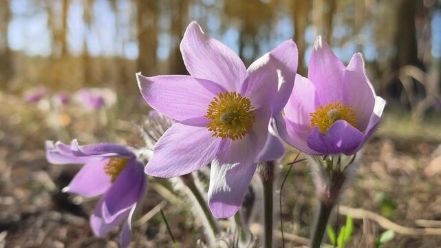 Small purple flowers in a forest. Pulsatilla patens pasque flower or prairie crocus. Pulsatilla patens is a species of flowering plant in family Ranunculaceae. Flower is listed in Red Book