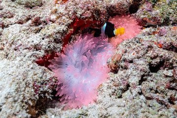 coral reef in the sea © Evgenios