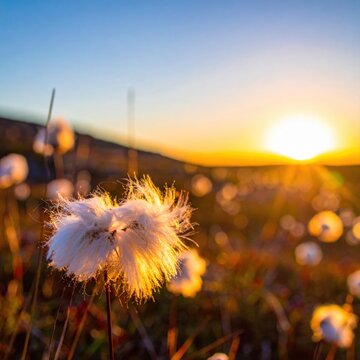 Cottongrass seeds glowing in sunset tundra light, fluffy white arctic plant flora, wild nature scenery, golden hour landscape