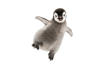 Adorable baby penguin chick with fluffy gray feathers spreading its tiny wings, isolated on a clean white background, expressing joy, curiosity, and playful energy—perfect for wildlife, nature, and an © MJ iceberg