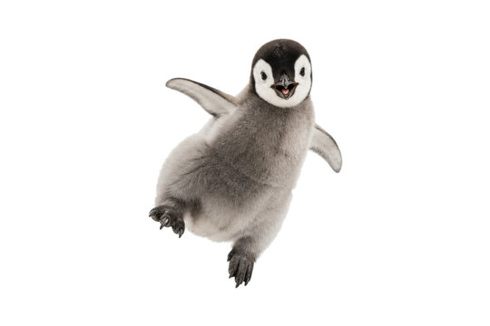 Adorable baby penguin chick with fluffy gray feathers spreading its tiny wings, isolated on a clean white background, expressing joy, curiosity, and playful energy&mdash;perfect for wildlife, nature, and an