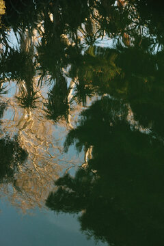 Abstract reflection of trees and sky in rippling water surface