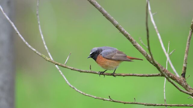 Common redstart (Phoenicurus phoenicurus) in its natural habitat. Slow motion wildlife footage capturing calm and alert behavior of a small colorful songbird in the wild.