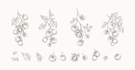 Set of tomatoes brunch and leaves. Detailed hand drawn ink illustration for template layout design, brochure or cover for food card © merfin