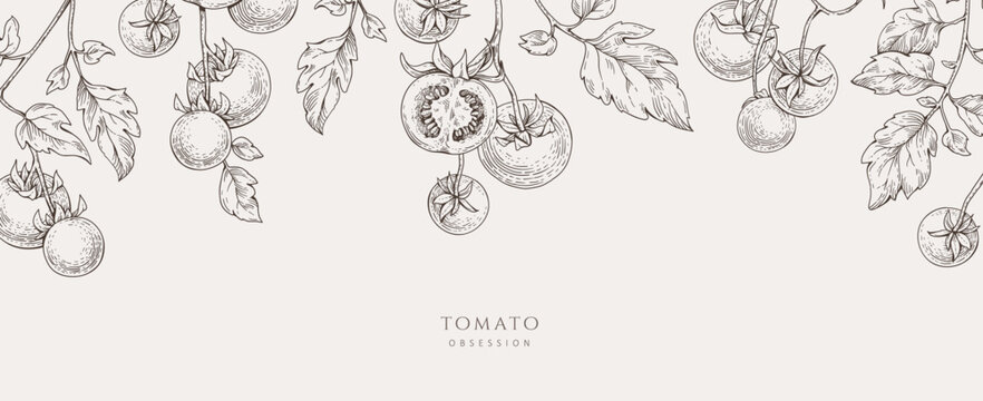 Background with tomatoes brunch and leaves. Detailed hand drawn ink illustration for template layout design, brochure or cover for food card
